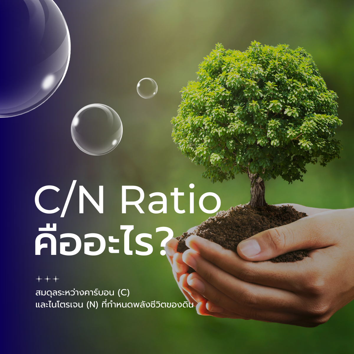 C/N Ratio คืออะไร? ทำไมดินถึงต้องมีสมดุลระหว่างคาร์บอนและไนโตรเจน