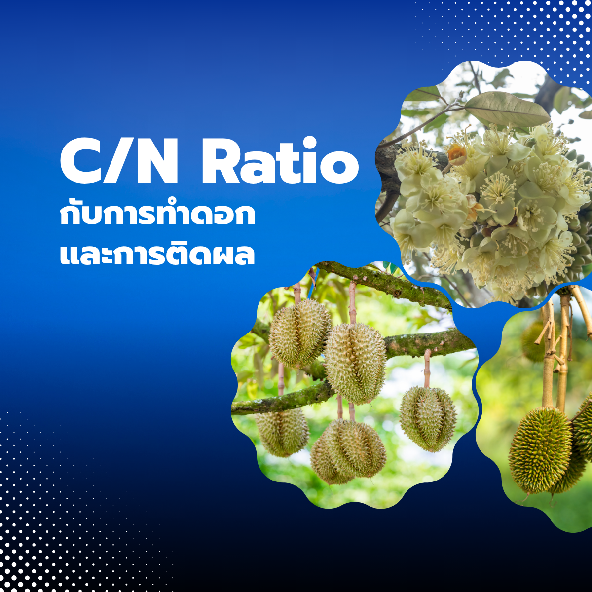 C/N Ratio กับการทำดอกและการติดผล