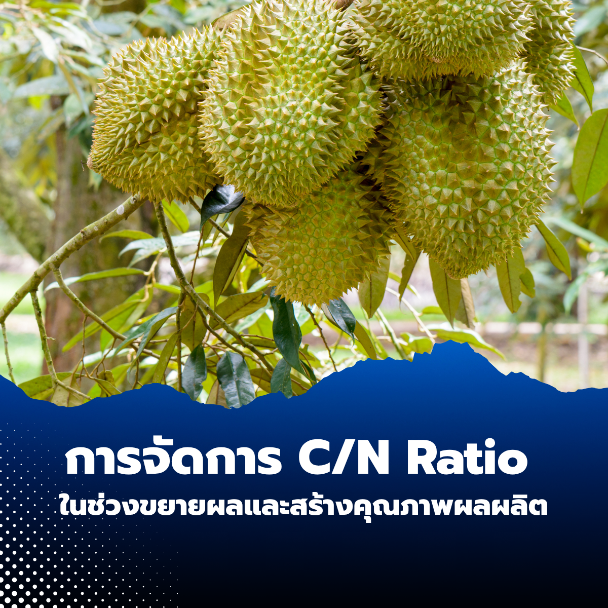 การจัดการ C/N Ratio ในช่วงขยายผลและสร้างคุณภาพผลผลิต