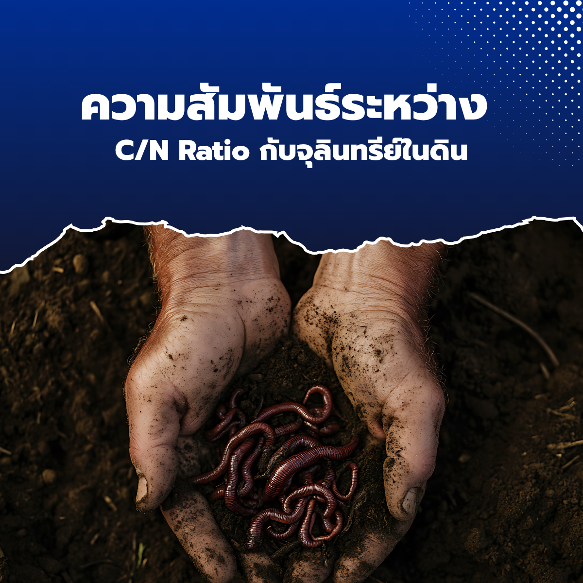 C/N Ratio กับจุลินทรีย์ในดิน