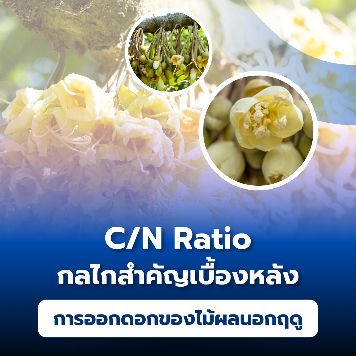 C/N Ratio – กลไกสำคัญเบื้องหลังการออกดอกของไม้ผลนอกฤดู”