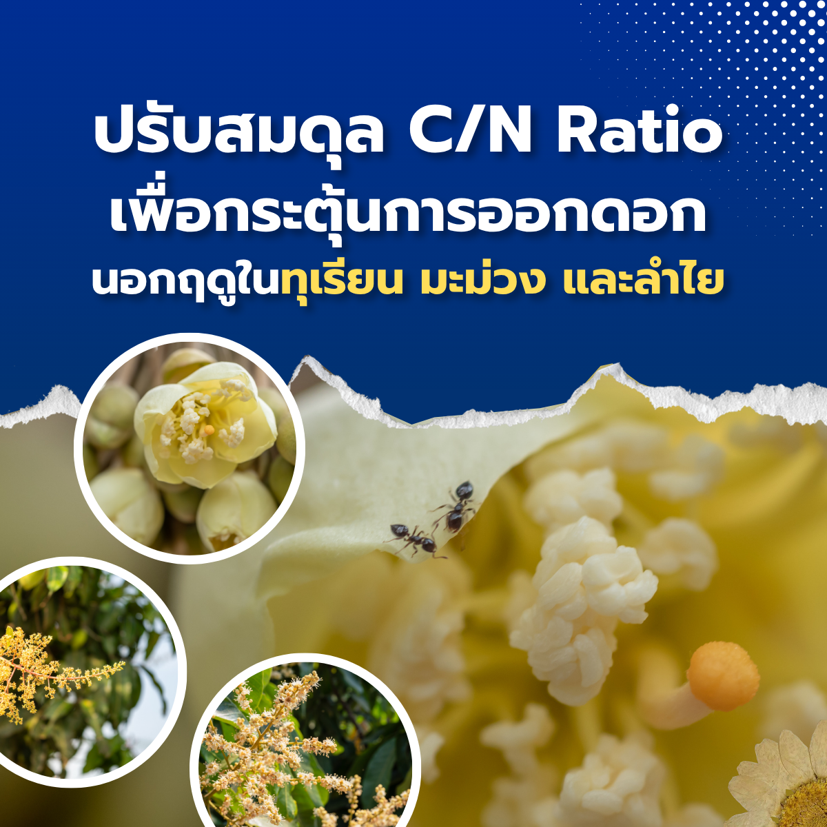 ปรับสมดุล C/N Ratio เพื่อกระตุ้นการออกดอกนอกฤดูในทุเรียน มะม่วง และลำไย