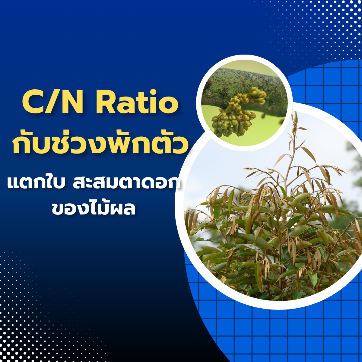 C/N Ratio กับช่วงพักตัว–แตกใบ–สะสมตาดอกของไม้ผล