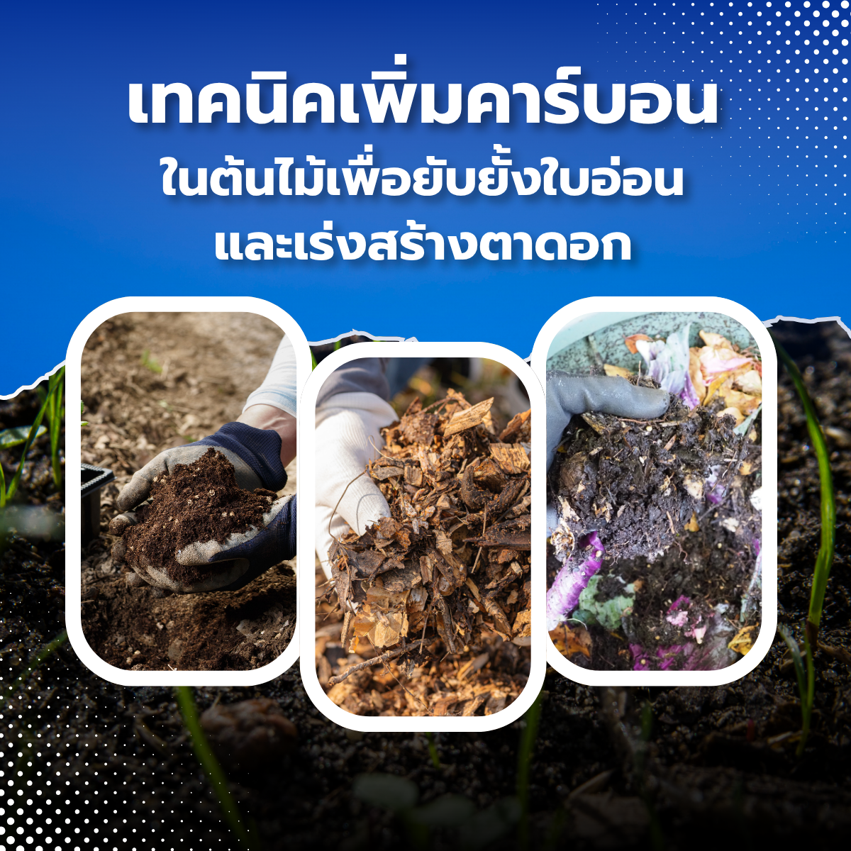 เทคนิคเพิ่มคาร์บอนในต้นไม้เพื่อยับยั้งใบอ่อนและเร่งสร้างตาดอก