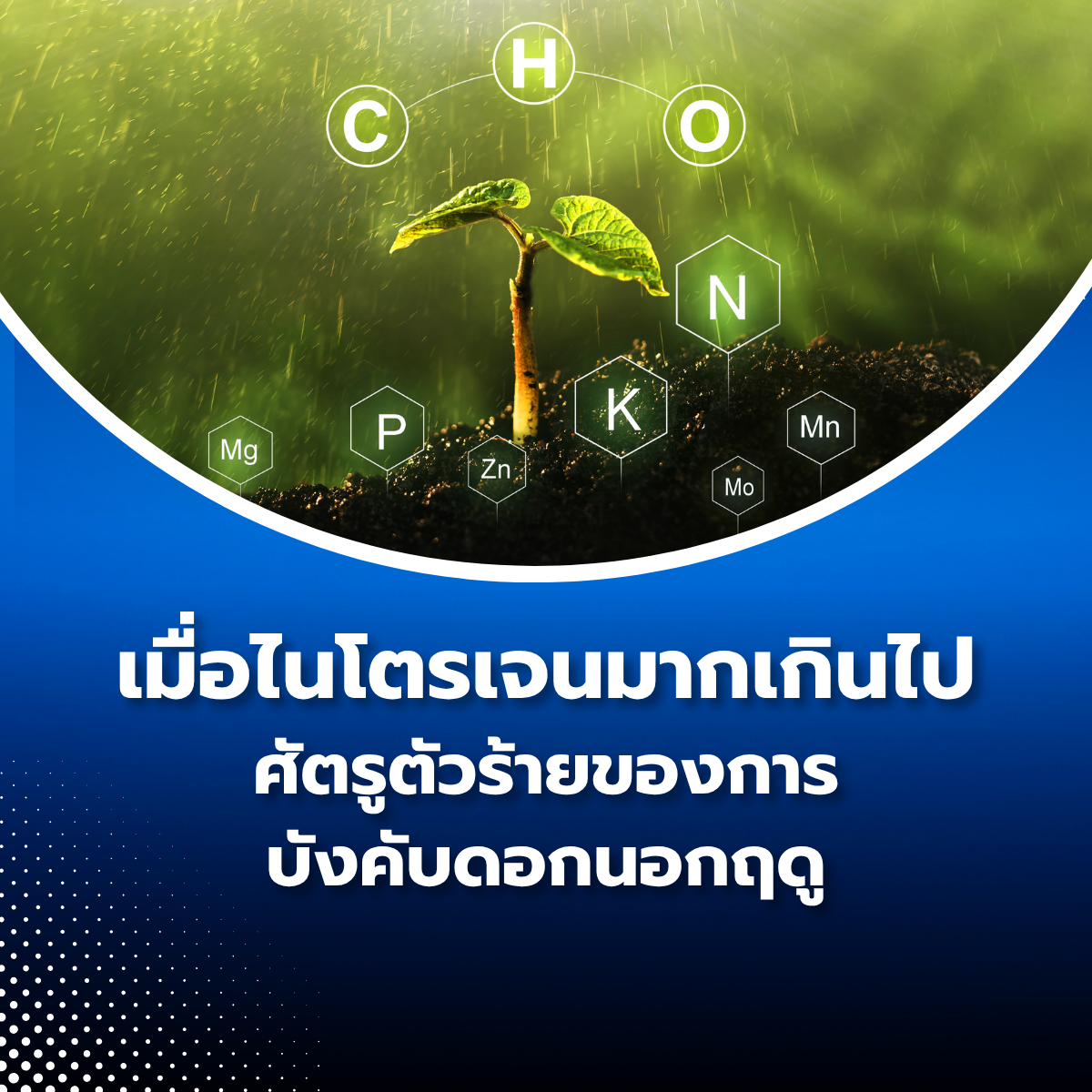 เมื่อไนโตรเจนมากเกินไป – ศัตรูตัวร้ายของการบังคับดอกนอกฤดู