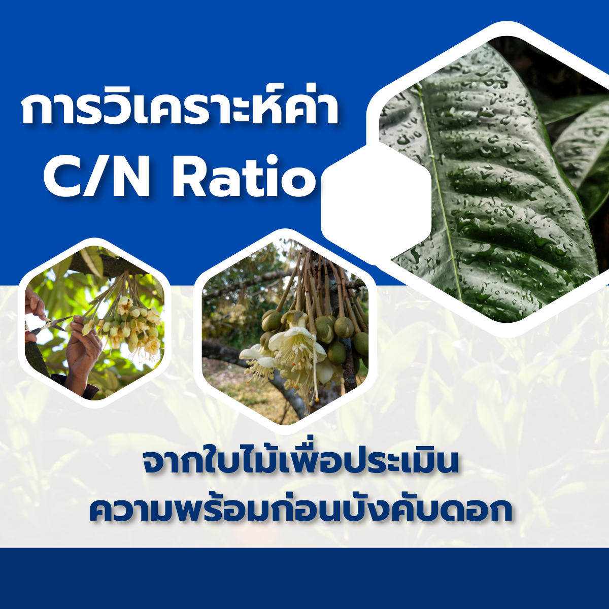 การวิเคราะห์ค่า C/N Ratio จากใบไม้เพื่อประเมินความพร้อมก่อนบังคับดอก
