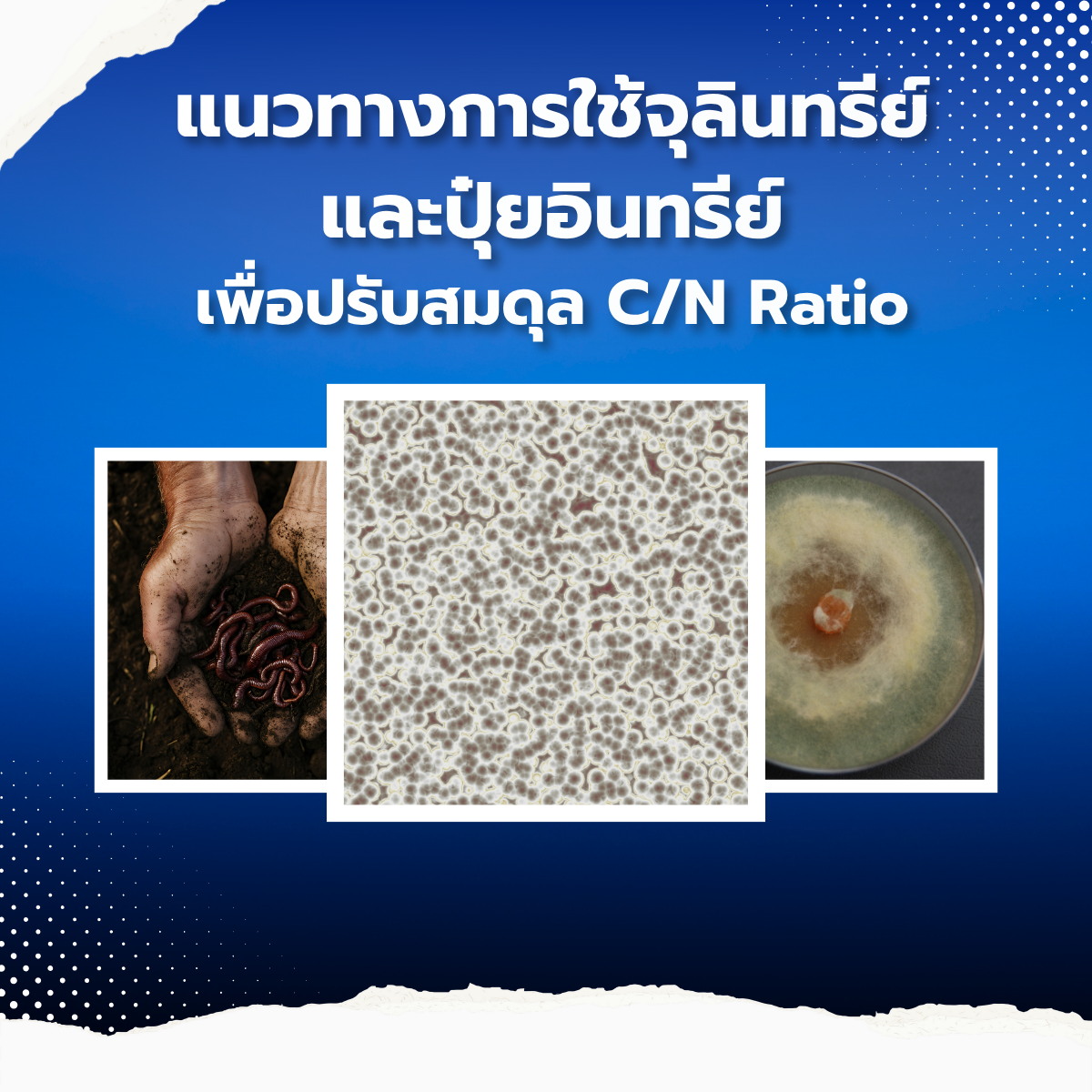 แนวทางการใช้จุลินทรีย์และปุ๋ยอินทรีย์เพื่อปรับสมดุล C/N Ratio