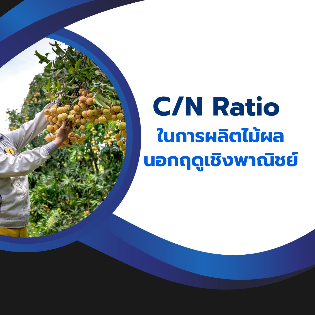 C/N Ratio ในการผลิตไม้ผลนอกฤดูเชิงพาณิชย์