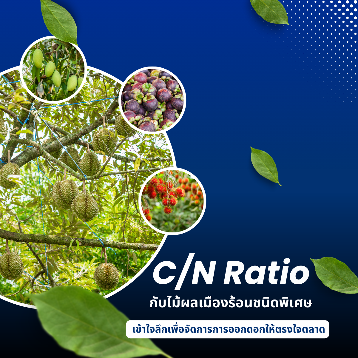 C/N Ratio กับไม้ผลเมืองร้อนชนิดพิเศษ – เข้าใจลึกเพื่อจัดการการออกดอกให้ตรงใจตลาด”