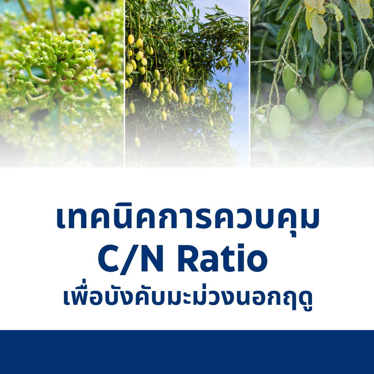 เทคนิคการควบคุม C/N Ratio เพื่อบังคับมะม่วงนอกฤดู