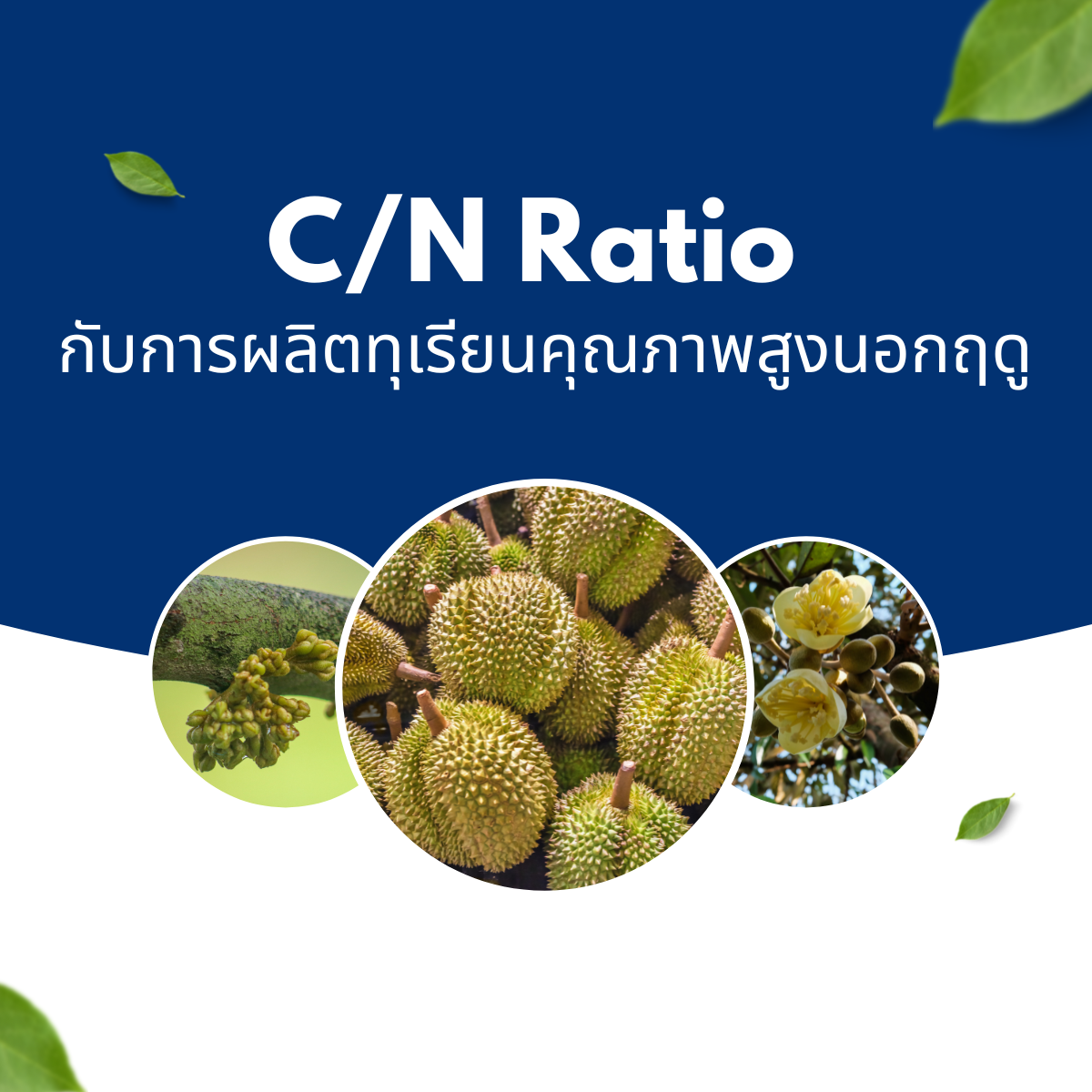 C/N Ratio กับการผลิตทุเรียนคุณภาพสูงนอกฤดู