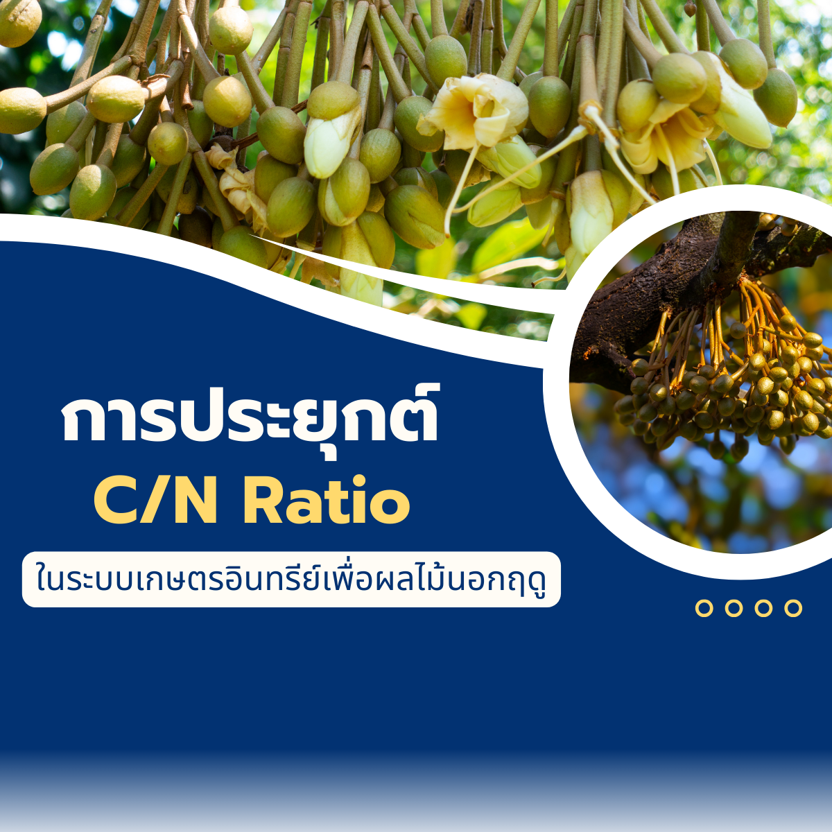 การประยุกต์ C/N Ratio ในระบบเกษตรอินทรีย์เพื่อผลไม้นอกฤดู