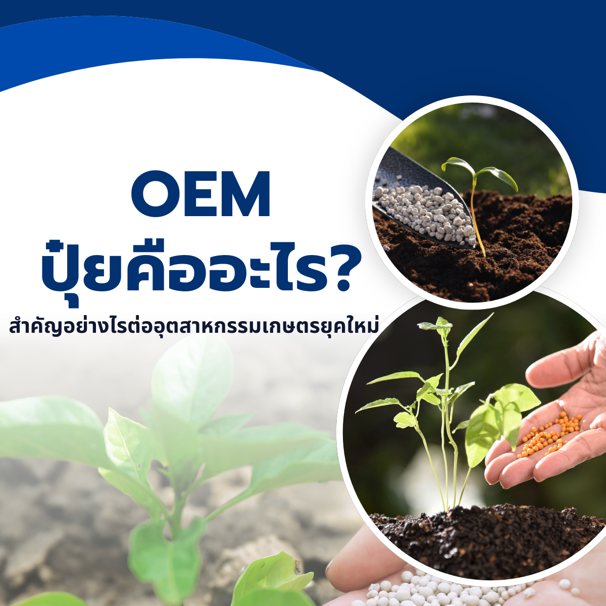 OEM ปุ๋ยคืออะไร? สำคัญอย่างไรต่ออุตสาหกรรมเกษตรยุคใหม่
