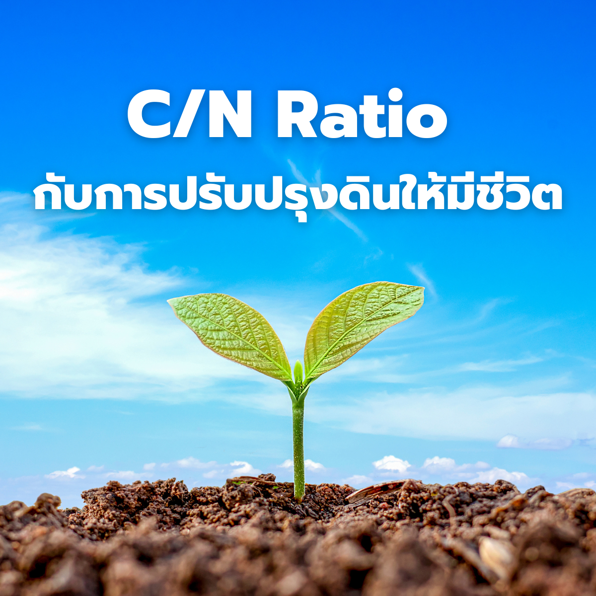 C/N Ratio กับการปรับปรุงดินให้มีชีวิต