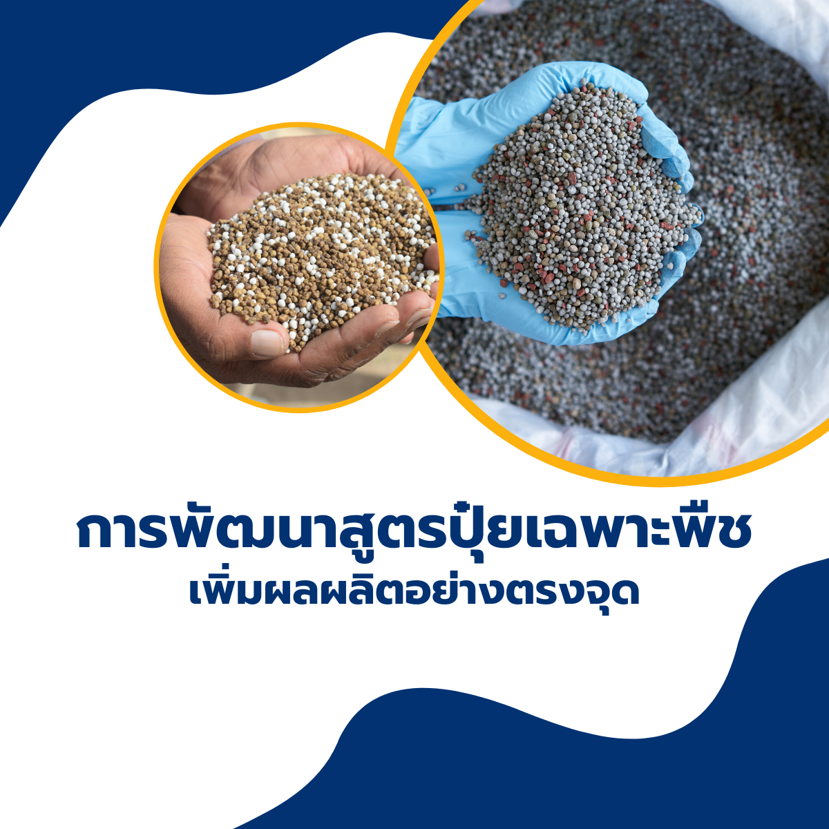 การพัฒนาสูตรปุ๋ยเฉพาะพืช เพิ่มผลผลิตอย่างตรงจุด