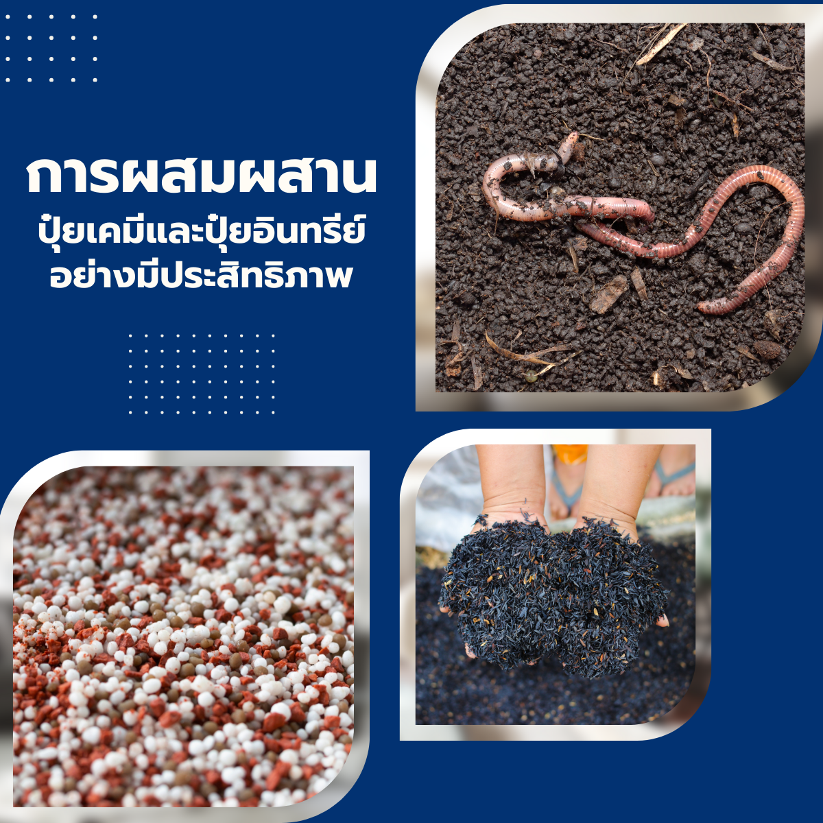 การผสมผสานปุ๋ยเคมีและปุ๋ยอินทรีย์อย่างมีประสิทธิภาพ