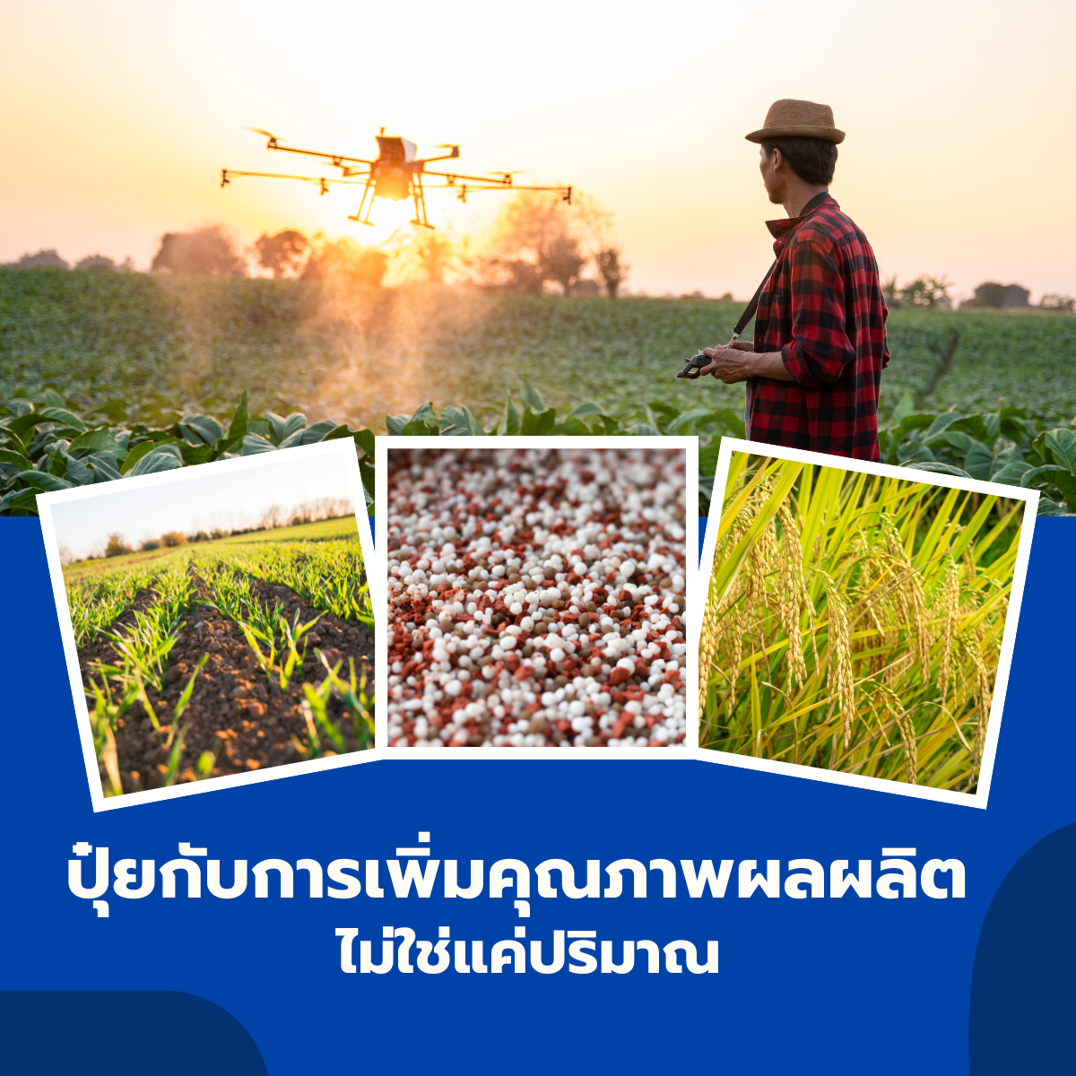 ปุ๋ยกับการเพิ่มคุณภาพผลผลิต ไม่ใช่แค่ปริมาณ