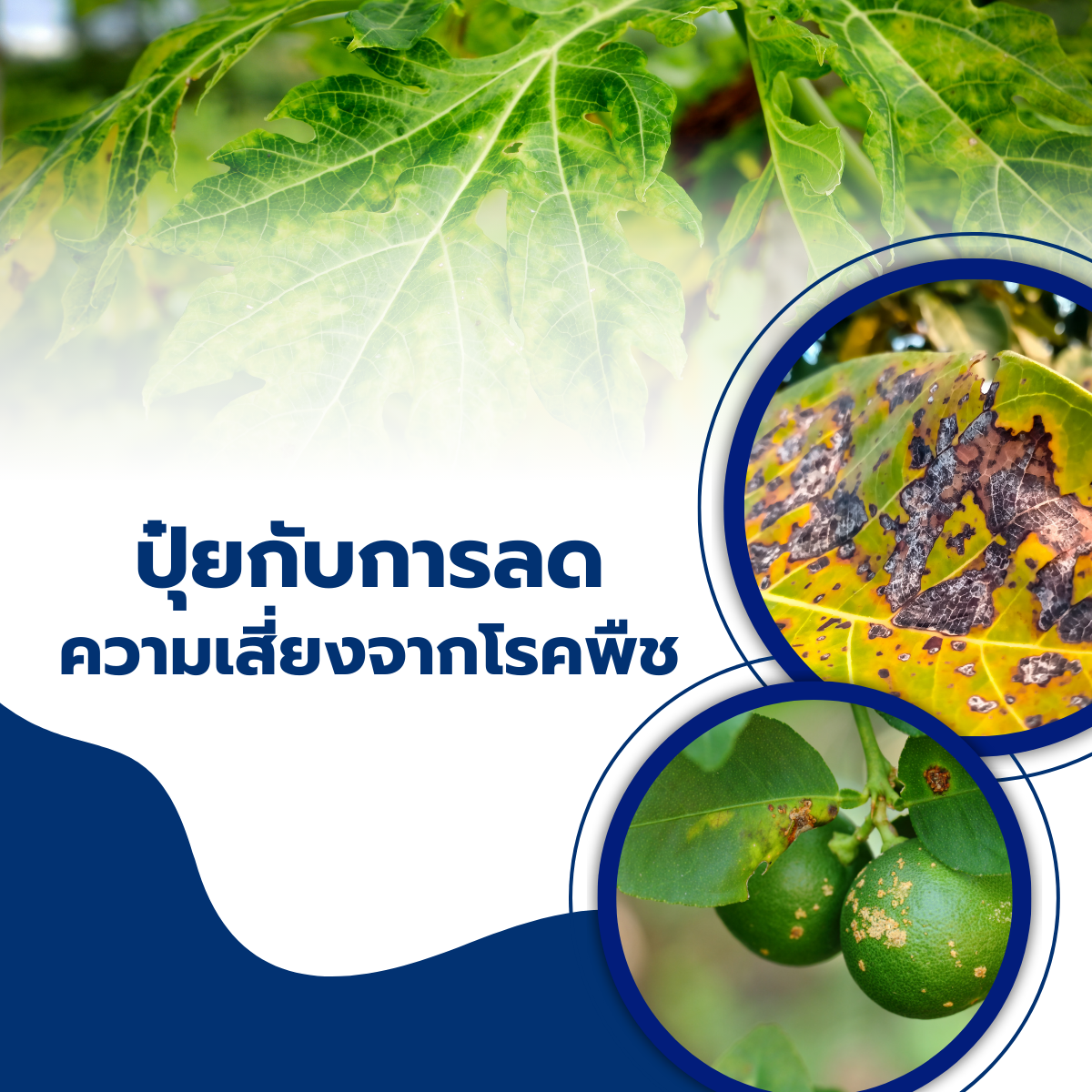 ปุ๋ยกับการลดความเสี่ยงจากโรคพืช