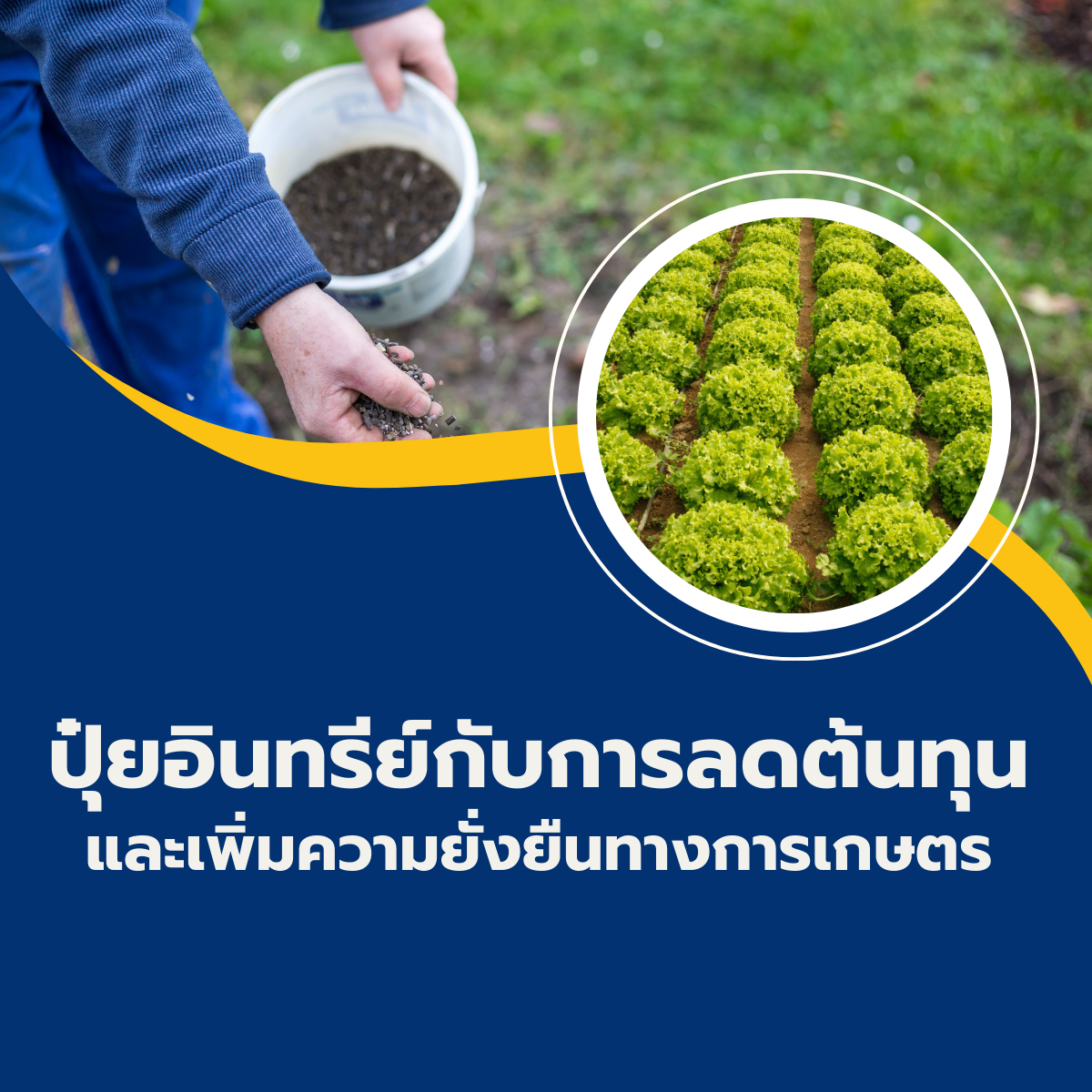 ปุ๋ยอินทรีย์กับการลดต้นทุนและเพิ่มความยั่งยืนทางการเกษตร