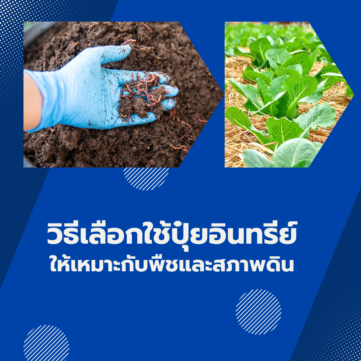 วิธีเลือกใช้ปุ๋ยอินทรีย์ให้เหมาะกับพืชและสภาพดิน