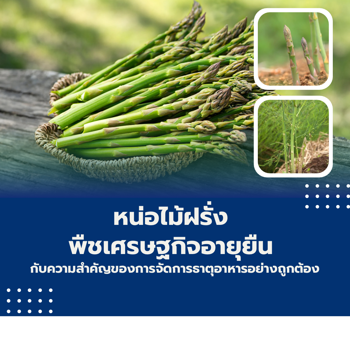 หน่อไม้ฝรั่ง พืชเศรษฐกิจอายุยืน