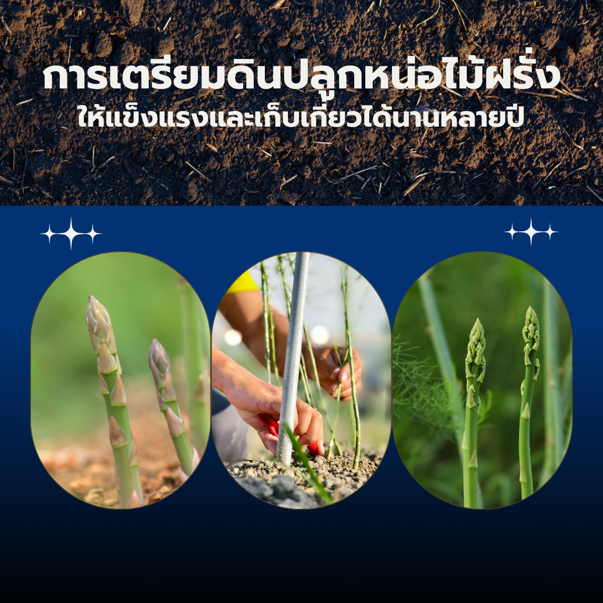 การเตรียมดินปลูกหน่อไม้ฝรั่งให้แข็งแรงและเก็บเกี่ยวได้นานหลายปี