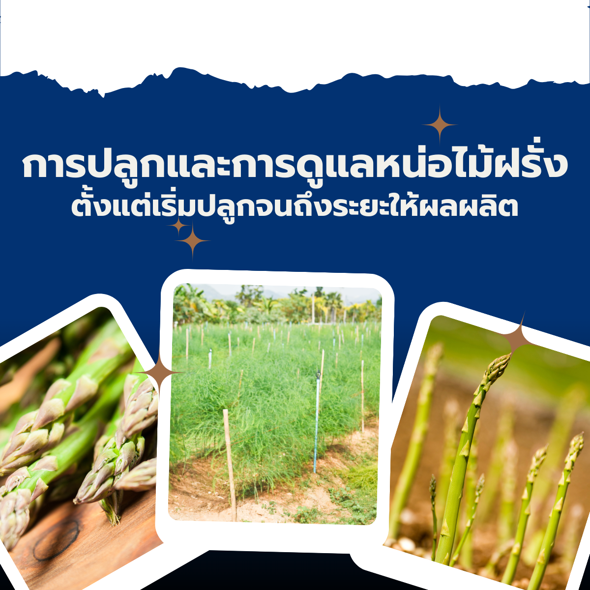 การปลูกและการดูแลหน่อไม้ฝรั่งตั้งแต่เริ่มปลูกจนถึงระยะให้ผลผลิต