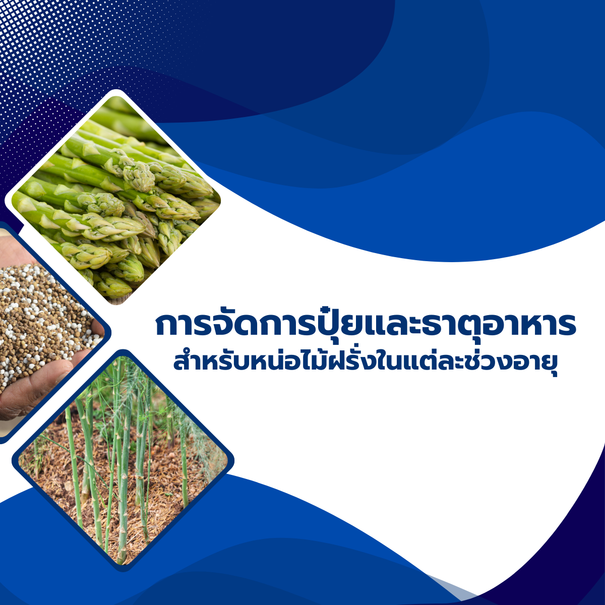 การจัดการปุ๋ยและธาตุอาหารสำหรับหน่อไม้ฝรั่งในแต่ละช่วงอายุ