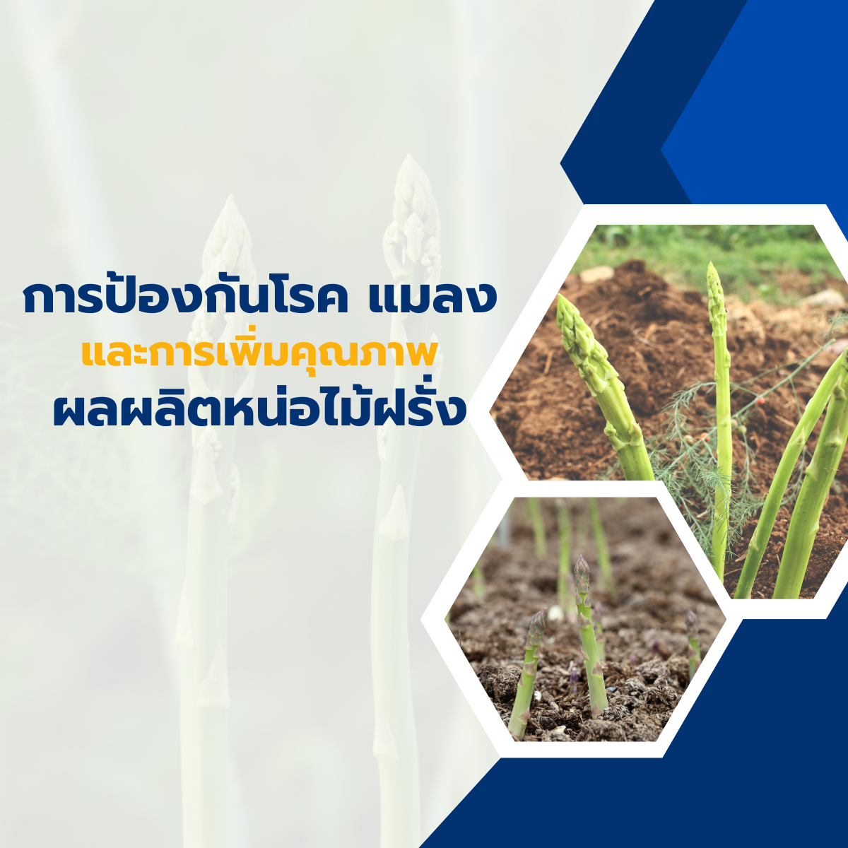 การป้องกันโรค แมลง และการเพิ่มคุณภาพผลผลิตหน่อไม้ฝรั่ง