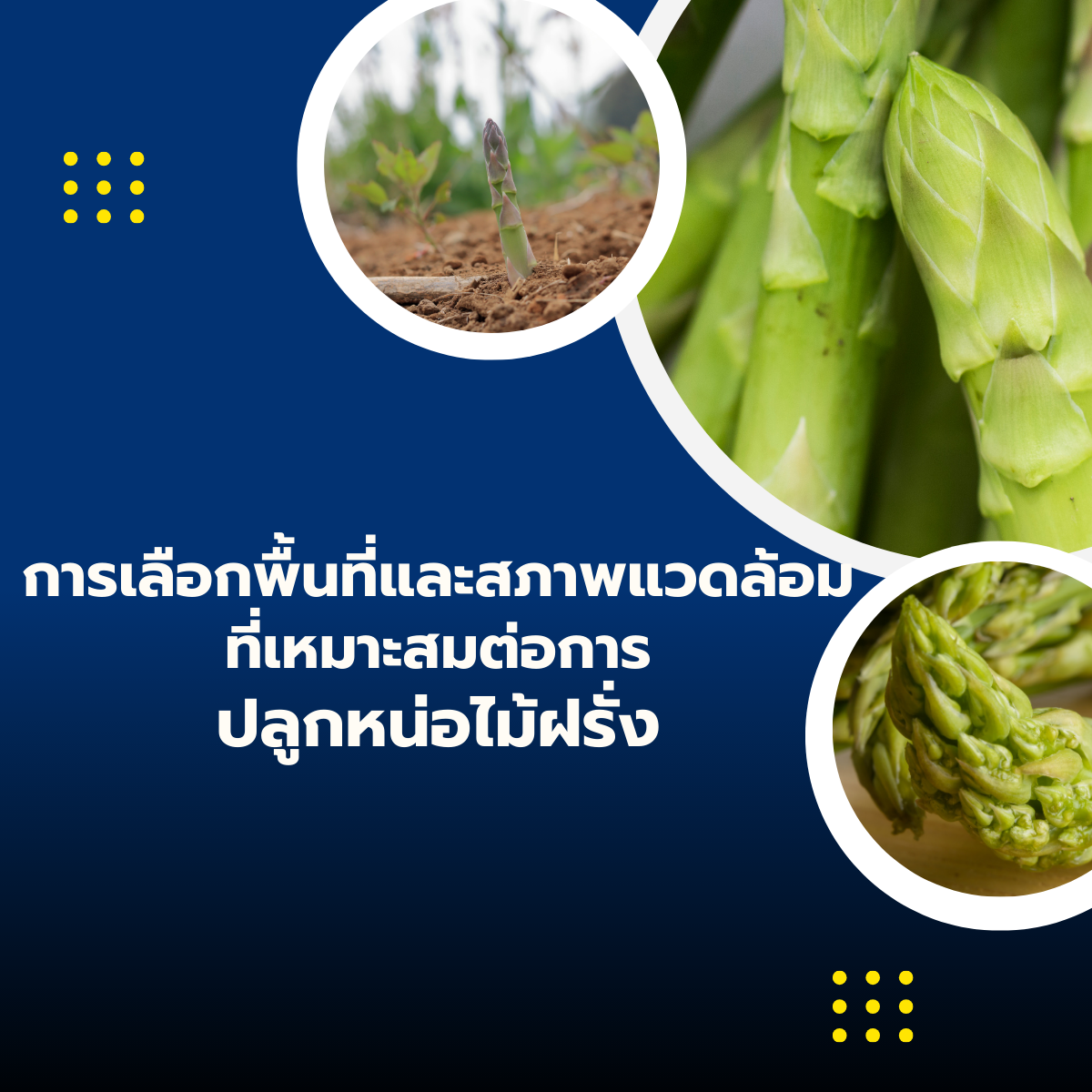 การเลือกพื้นที่และสภาพแวดล้อมที่เหมาะสมต่อการปลูกหน่อไม้ฝรั่ง