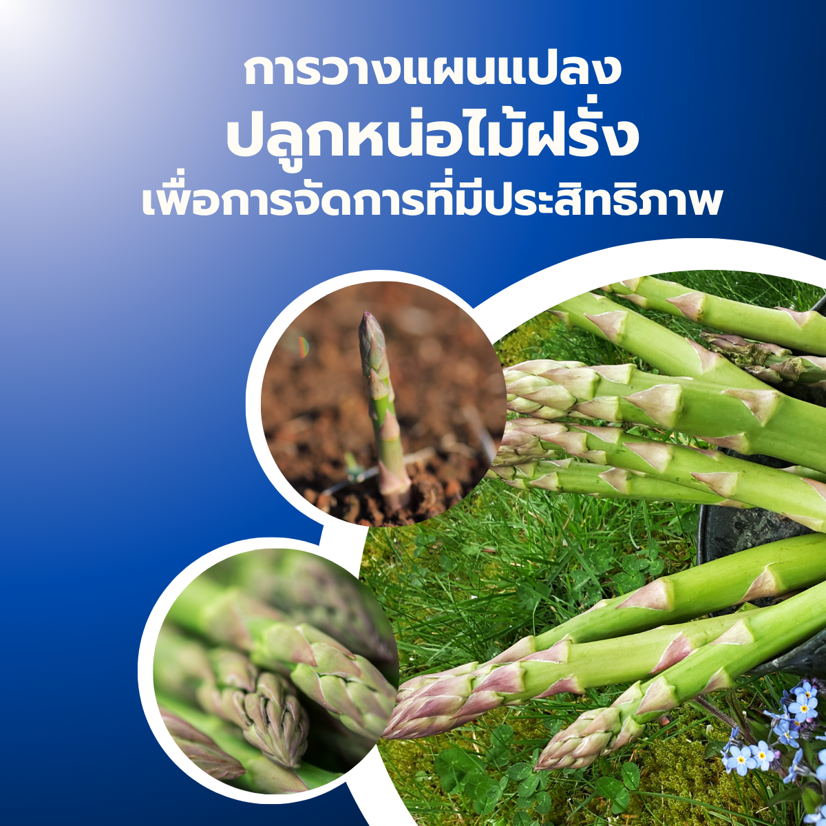 การวางแผนแปลงปลูกหน่อไม้ฝรั่งเพื่อการจัดการที่มีประสิทธิภาพ