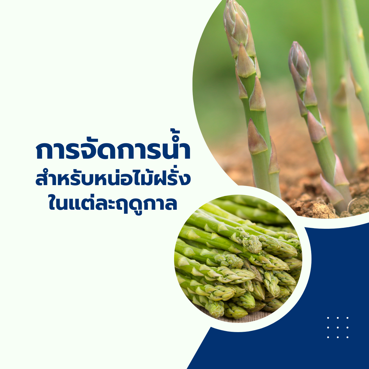 การจัดการน้ำสำหรับหน่อไม้ฝรั่งในแต่ละฤดูกาล