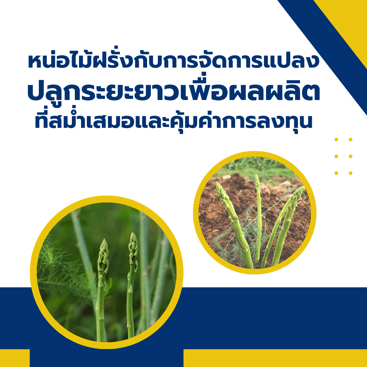 หน่อไม้ฝรั่งกับการจัดการแปลงปลูกระยะยาวเพื่อผลผลิตที่สม่ำเสมอและคุ้มค่าการลงทุน