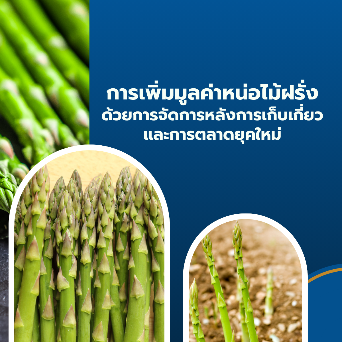 การเพิ่มมูลค่าหน่อไม้ฝรั่งด้วยการจัดการหลังการเก็บเกี่ยวและการตลาดยุคใหม่