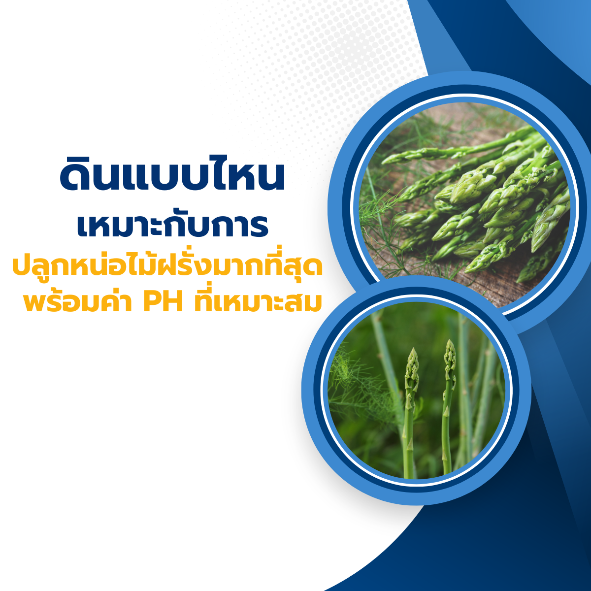 ดินแบบไหนเหมาะกับการปลูกหน่อไม้ฝรั่งมากที่สุด พร้อมค่า pH ที่เหมาะสม