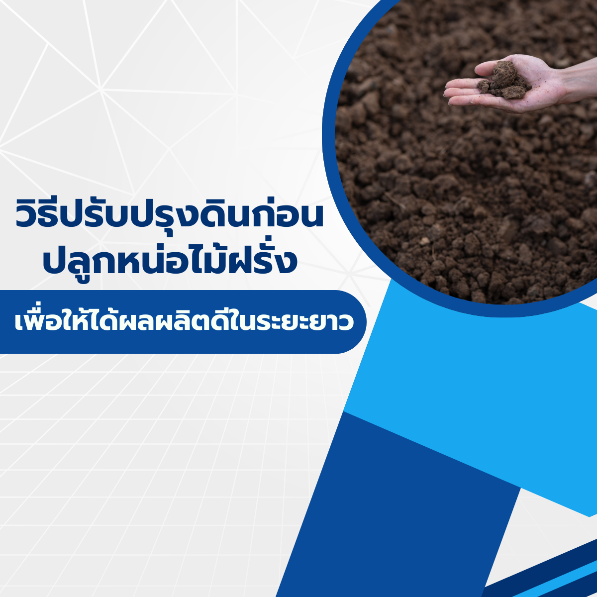 วิธีปรับปรุงดินก่อนปลูกหน่อไม้ฝรั่ง เพื่อให้ได้ผลผลิตดีในระยะยาว