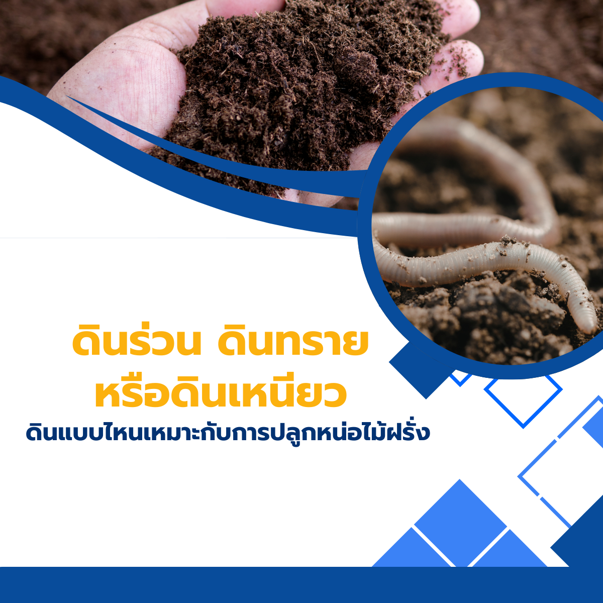 ดินร่วน ดินทราย หรือดินเหนียว ดินแบบไหนเหมาะกับการปลูกหน่อไม้ฝรั่ง