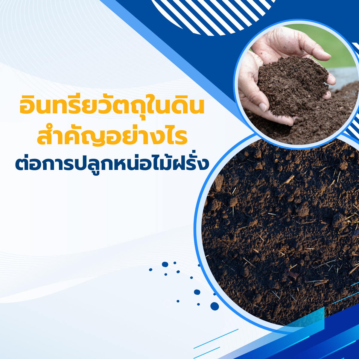 อินทรียวัตถุในดิน สำคัญอย่างไรต่อการปลูกหน่อไม้ฝรั่ง