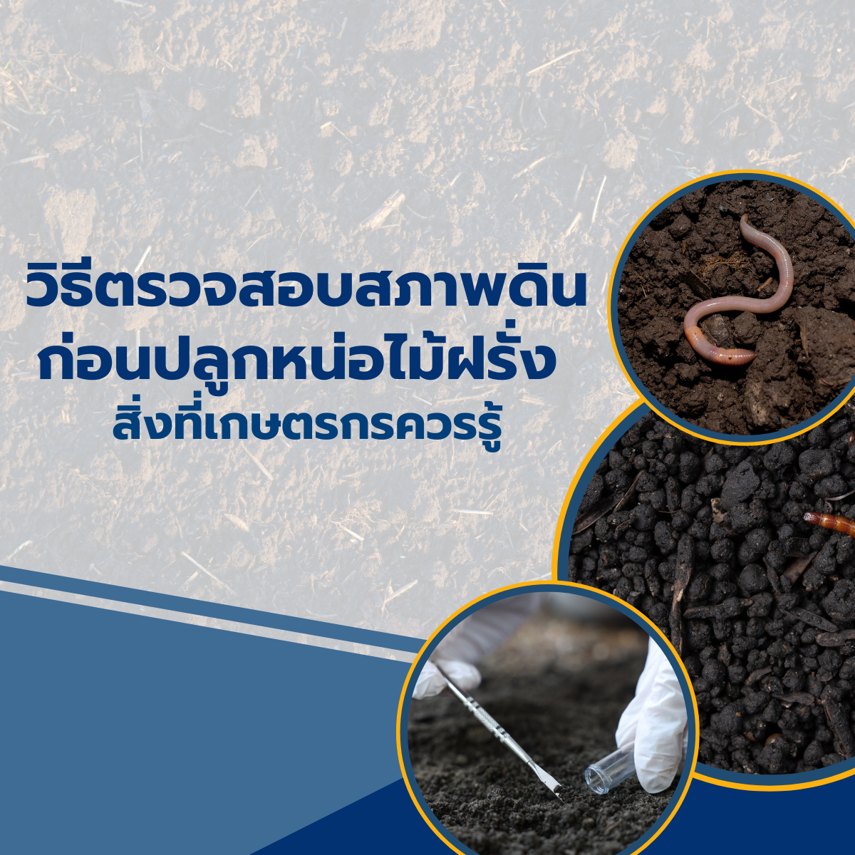 วิธีตรวจสอบสภาพดินก่อนปลูกหน่อไม้ฝรั่ง สิ่งที่เกษตรกรควรรู้