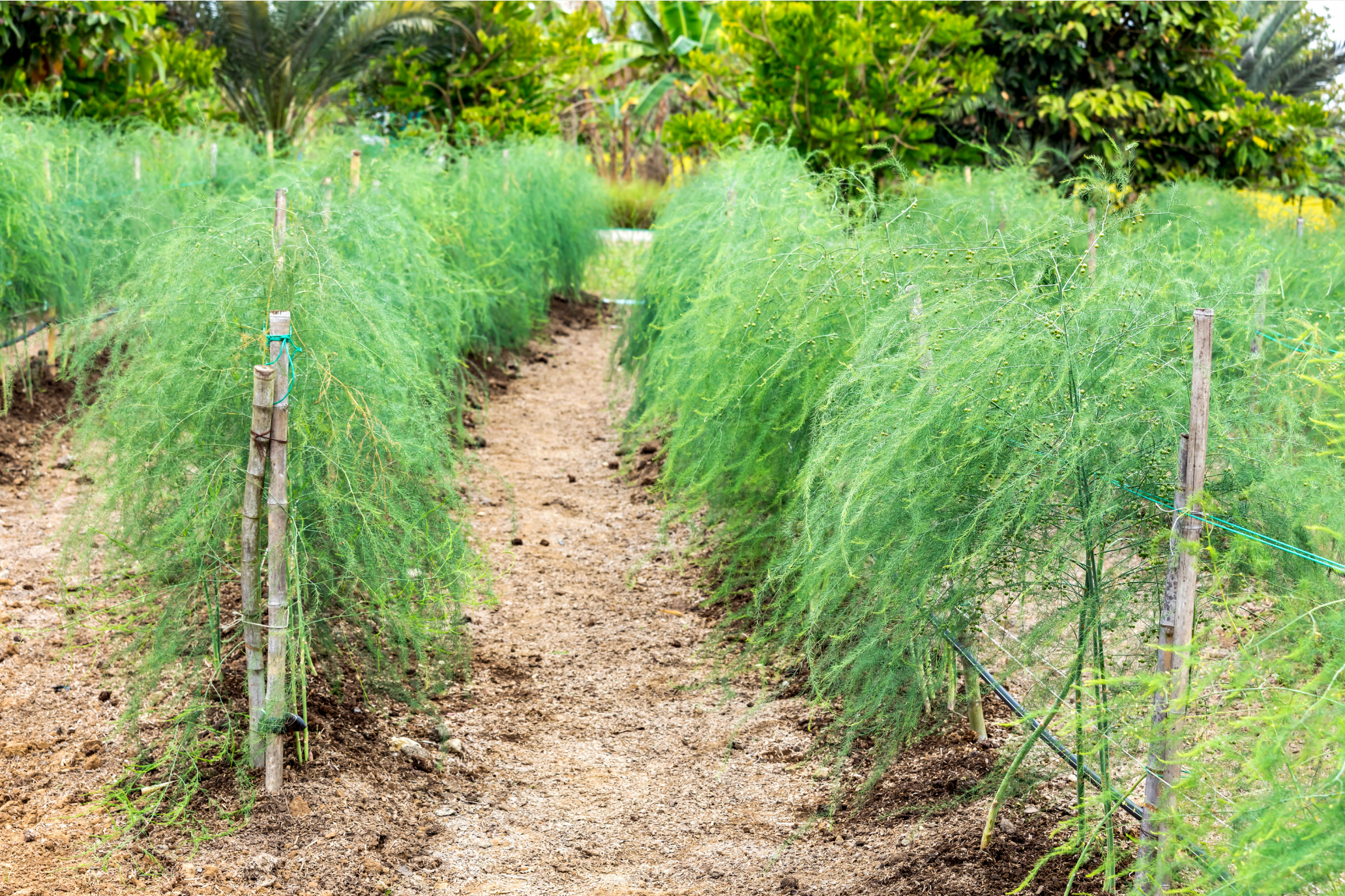 ขาดวิตามินบี 12 เสี่ยงอะไรบ้าง? คู่มือดูแลสุขภาพสำหรับคนทั่วไปและผู้สูงอายุ